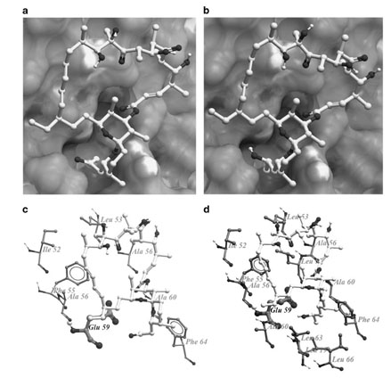 VerOligoStructure